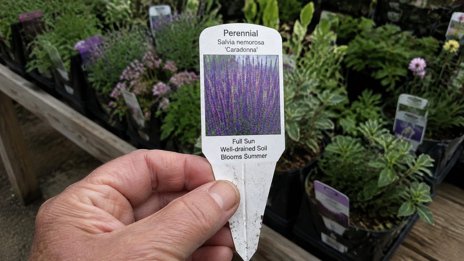 A hand holding a nursery tag that reads Blooms Summer