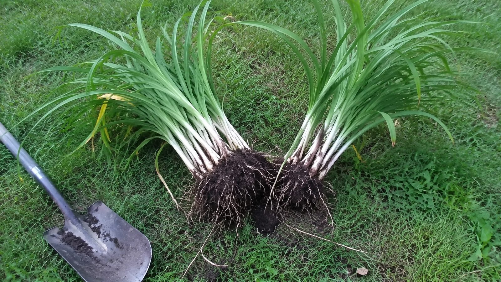 A clump being divided in two with a spade