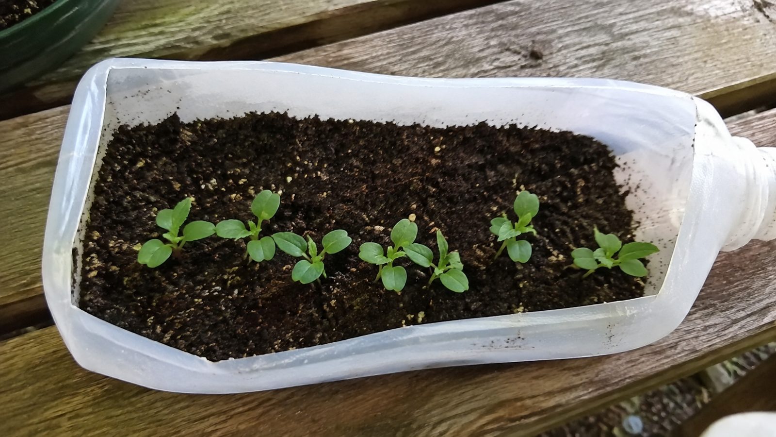 Young seedlings coming up in a bed