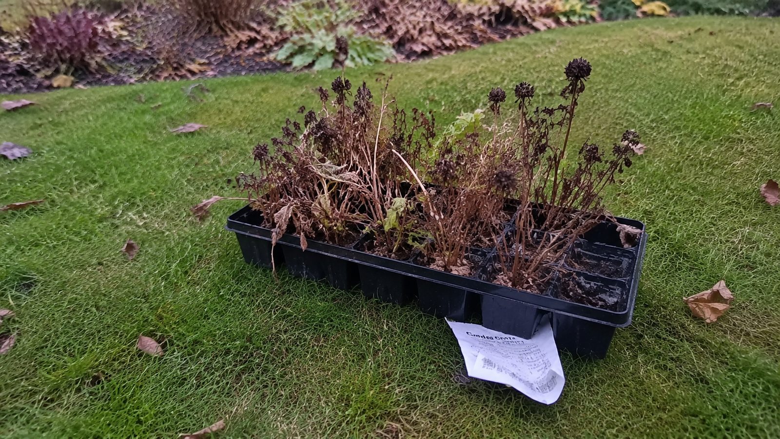 A tray of dead annuals in October with the receipt still tucked in it