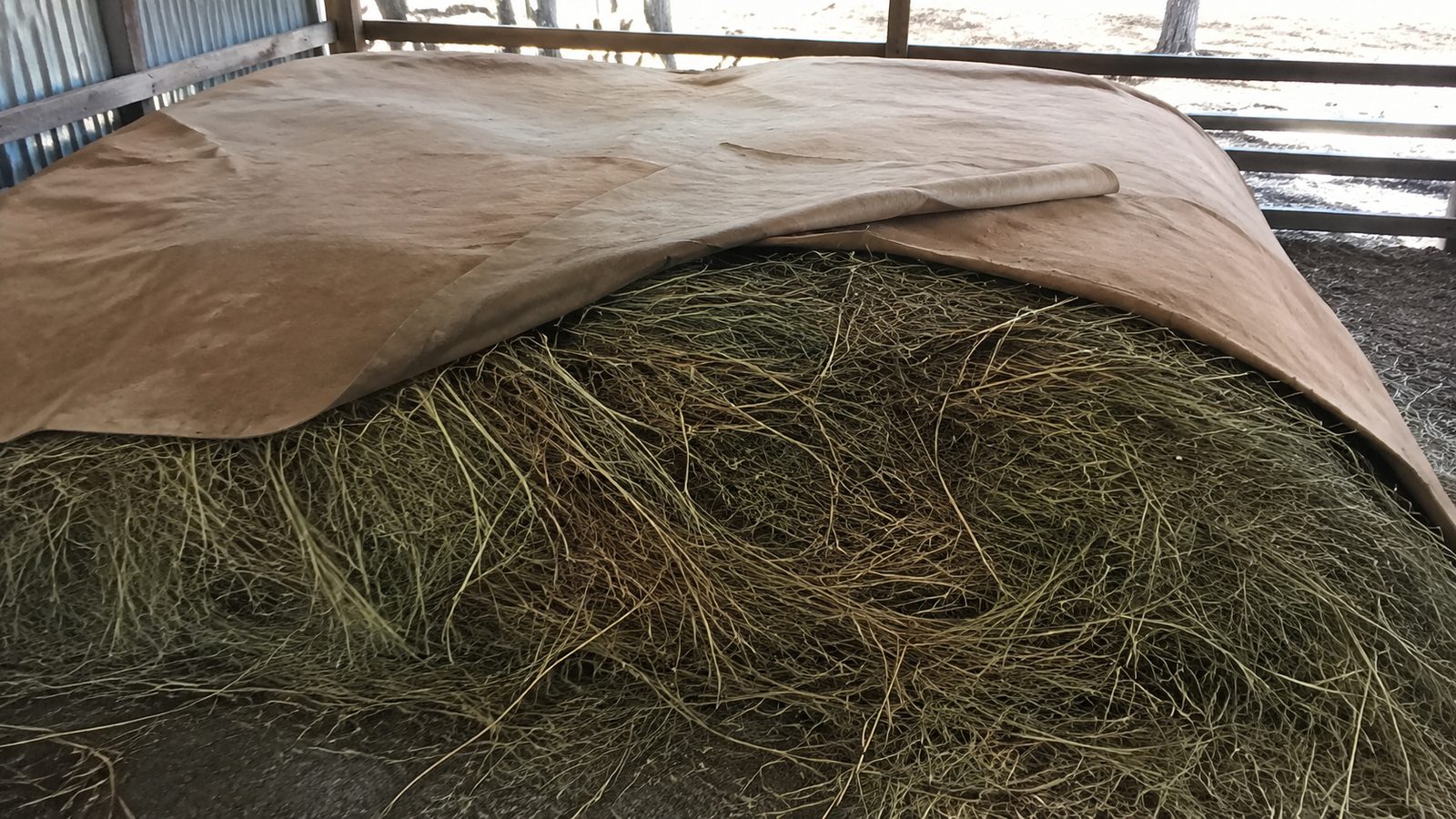 Drawing from the book of a thick grass bed built up under the hip and shoulder