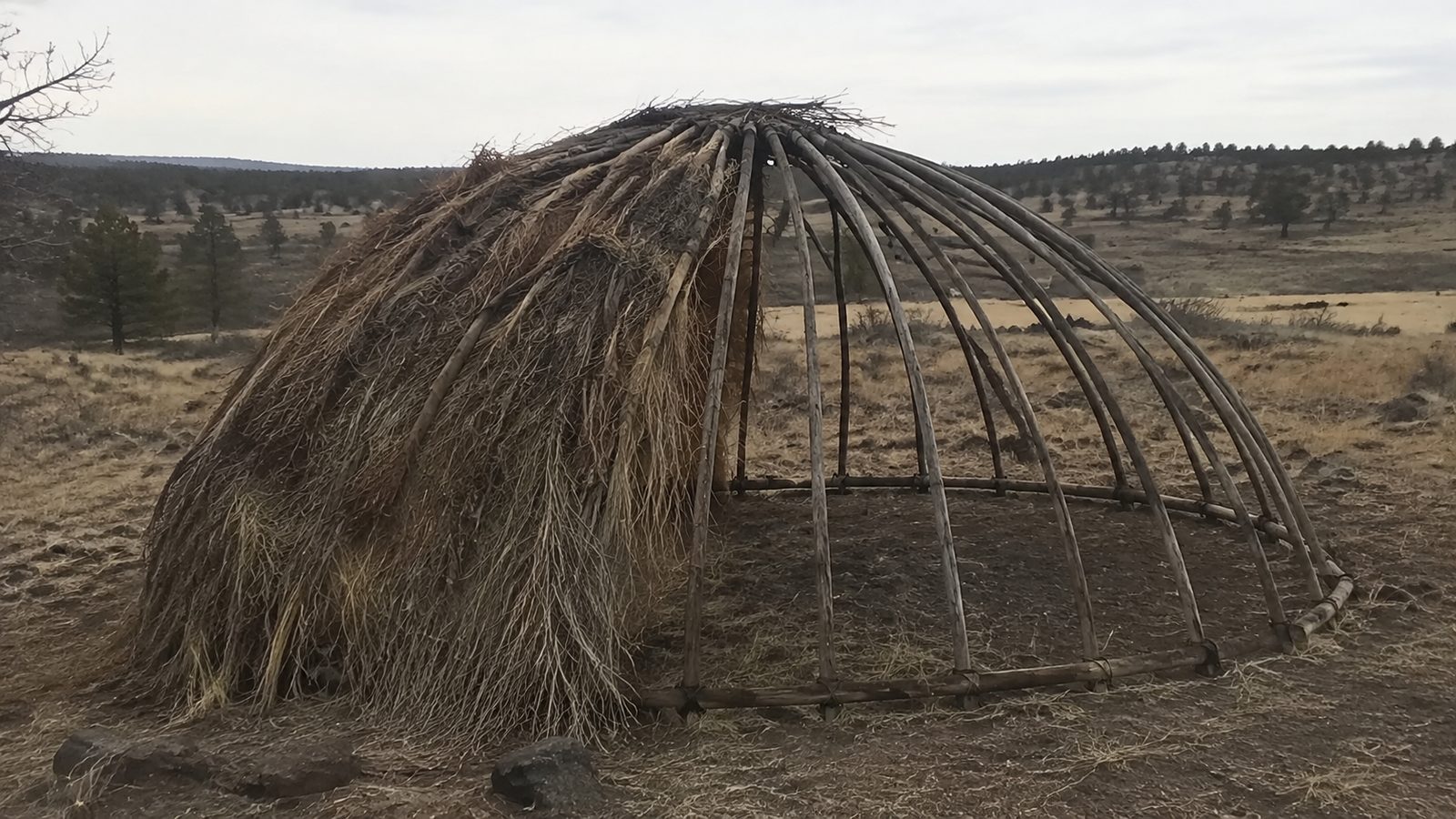Drawing from the book of a wickiup frame, poles set and the covering started