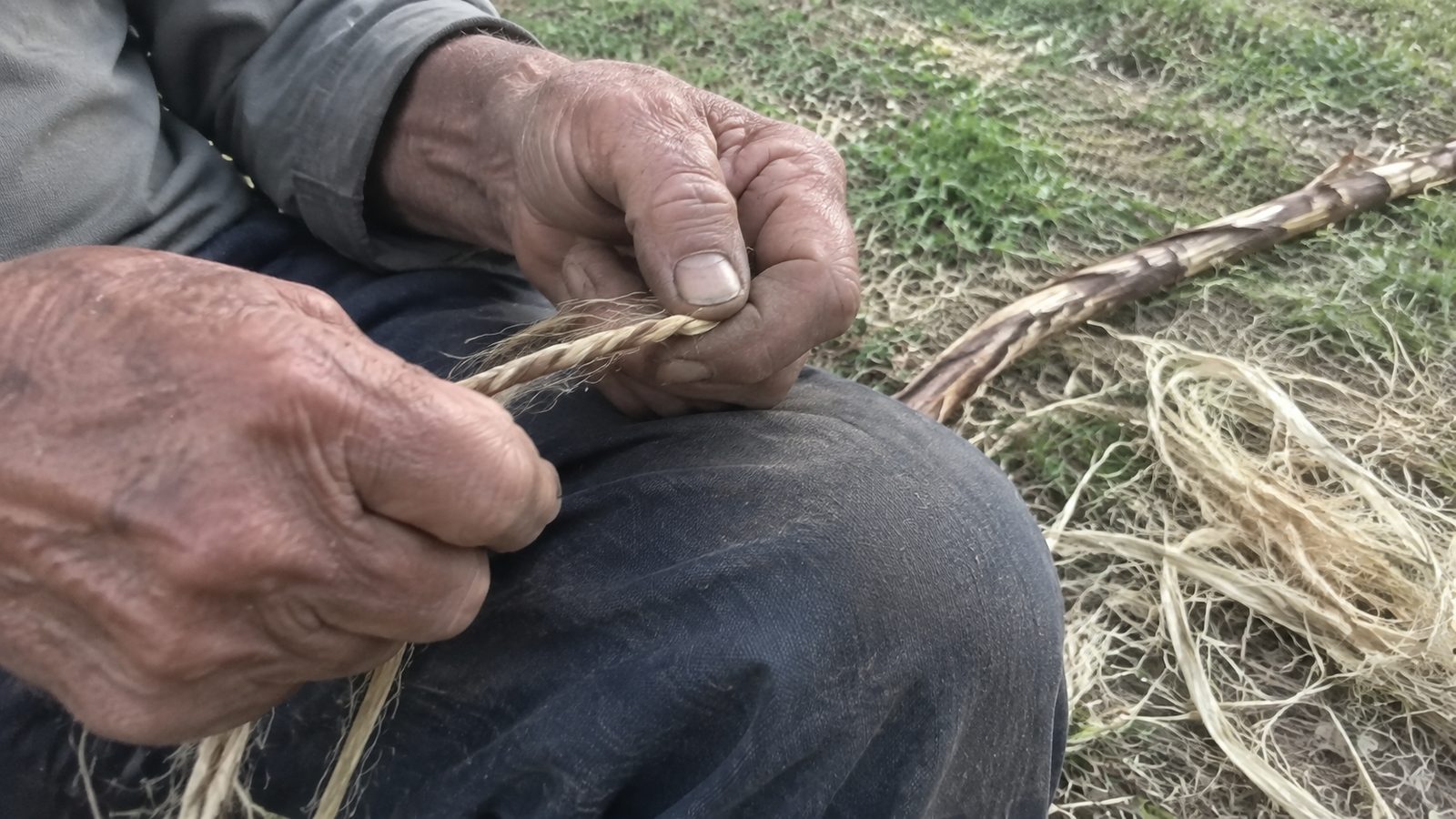 Close view of weathered hands twisting plant fiber into two-ply cordage