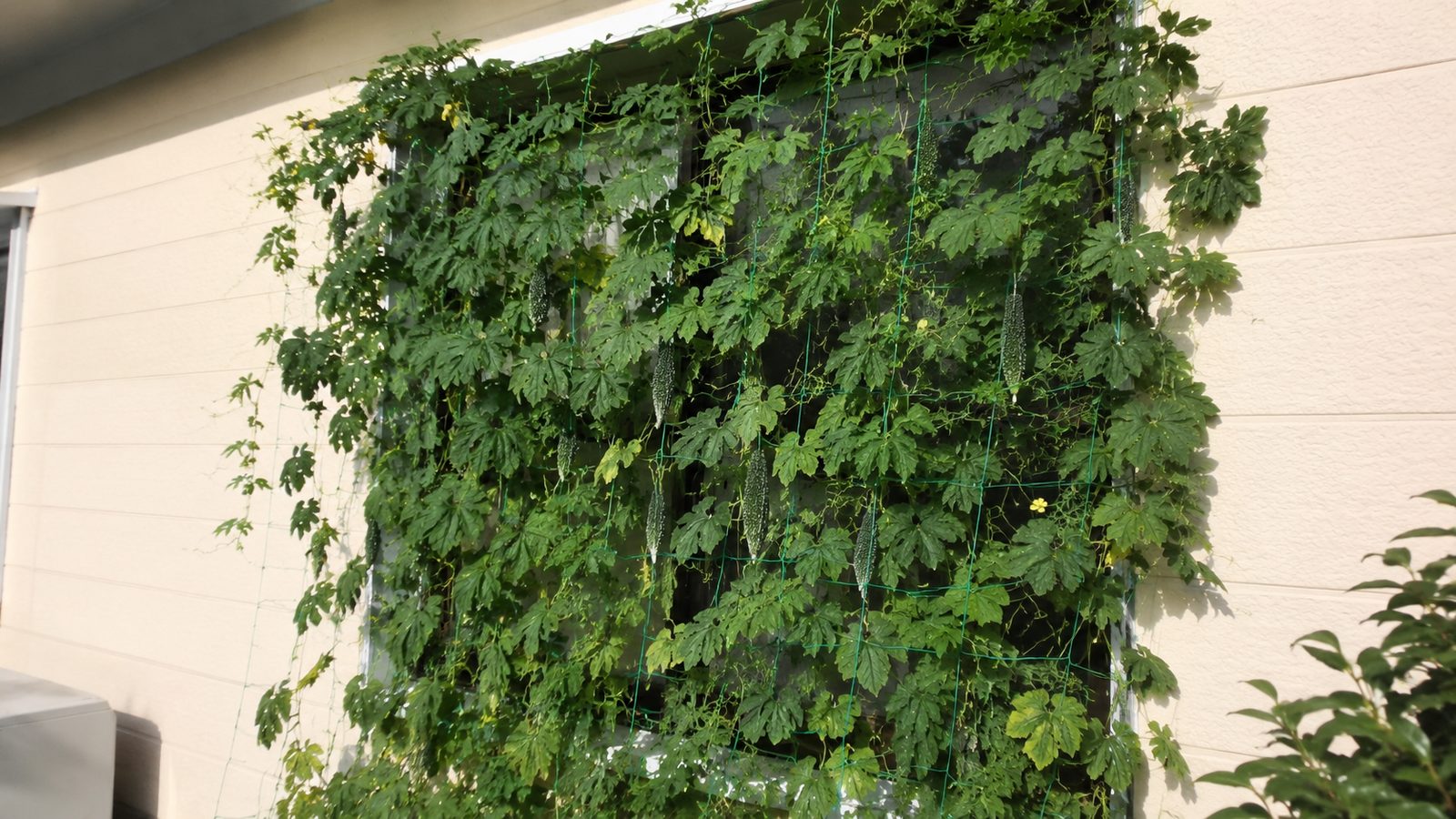 A green curtain of plants shading a window